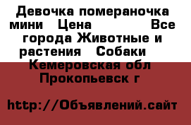 Девочка помераночка мини › Цена ­ 50 000 - Все города Животные и растения » Собаки   . Кемеровская обл.,Прокопьевск г.